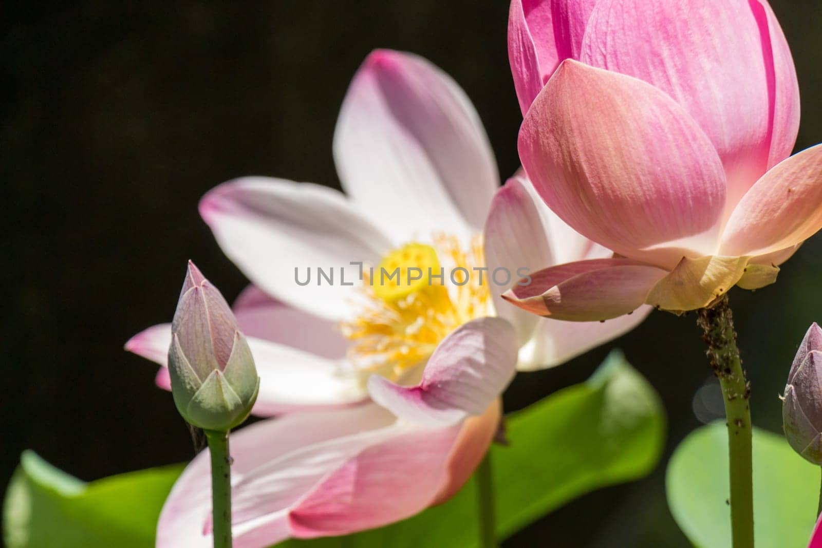 Beautiful water lily blossom water lily in a water lily pond as a close-up