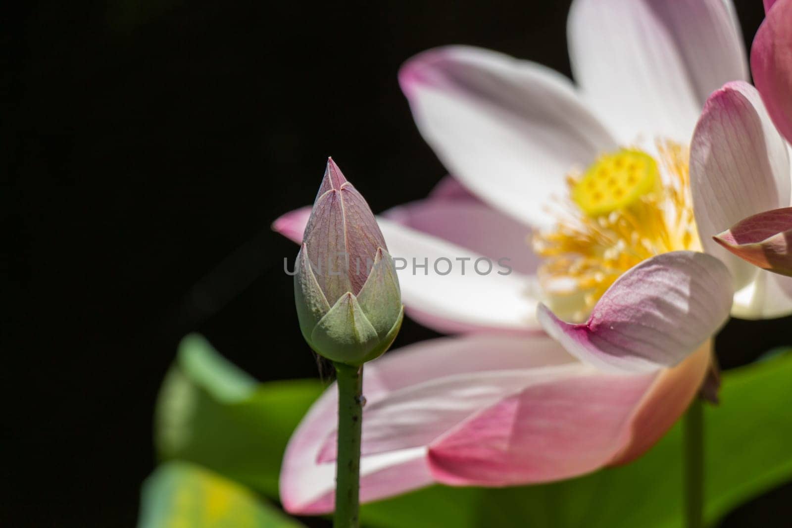 Beautiful water lily blossom water lily in a water lily pond as a close-up