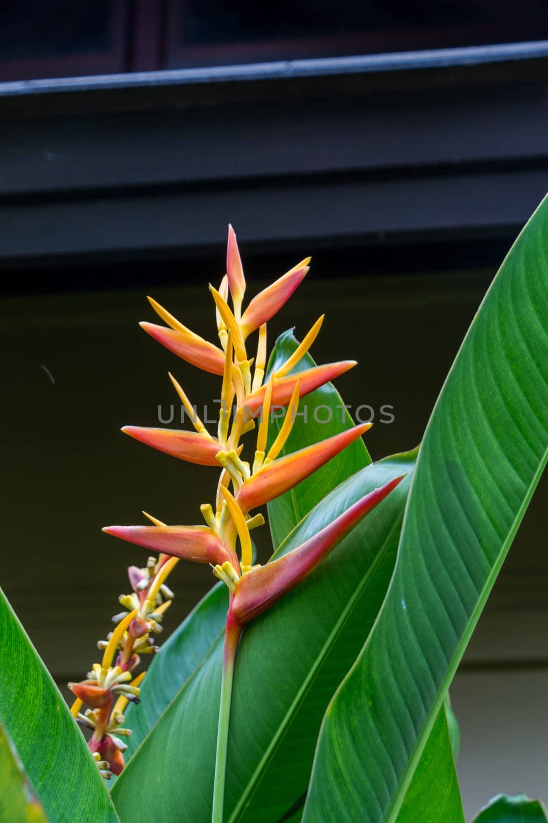 Colourful orange heliconie bloom on the shrub in the tropics on holiday with green leaves