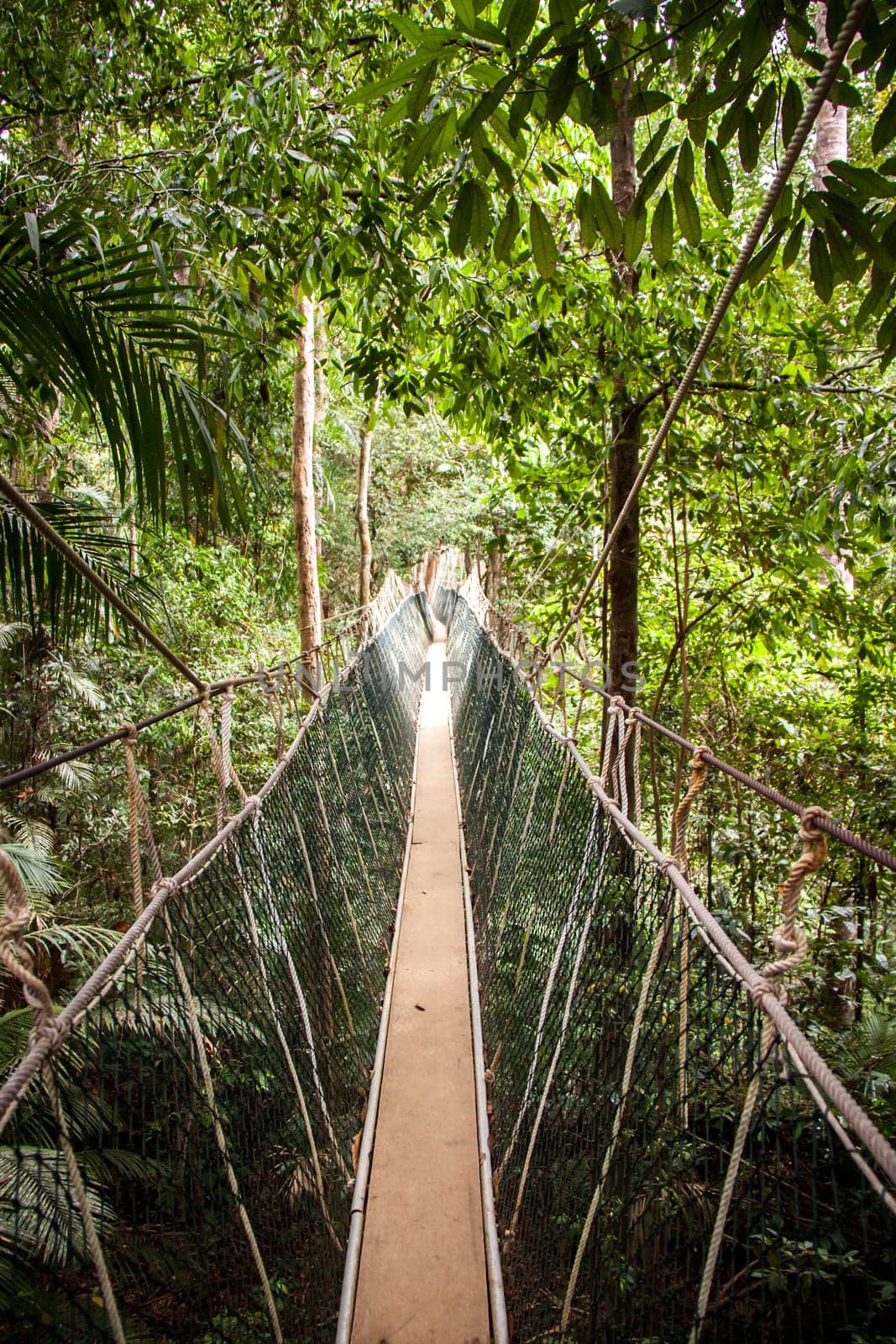 a suspension bridge made of ropes and wood in the rainforest naturally tropical environment