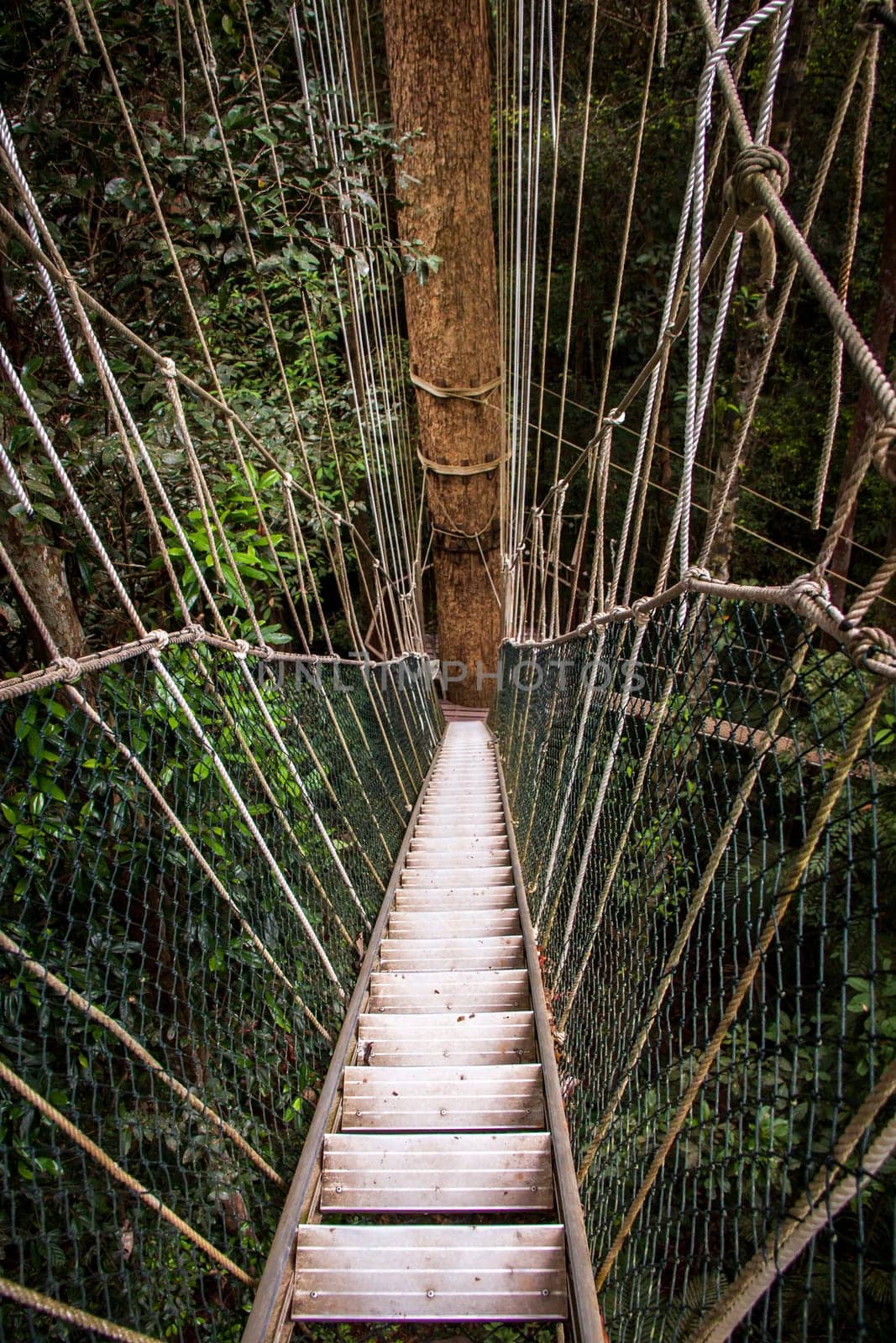 a suspension bridge made of ropes and wood in the rainforest naturally tropical environment