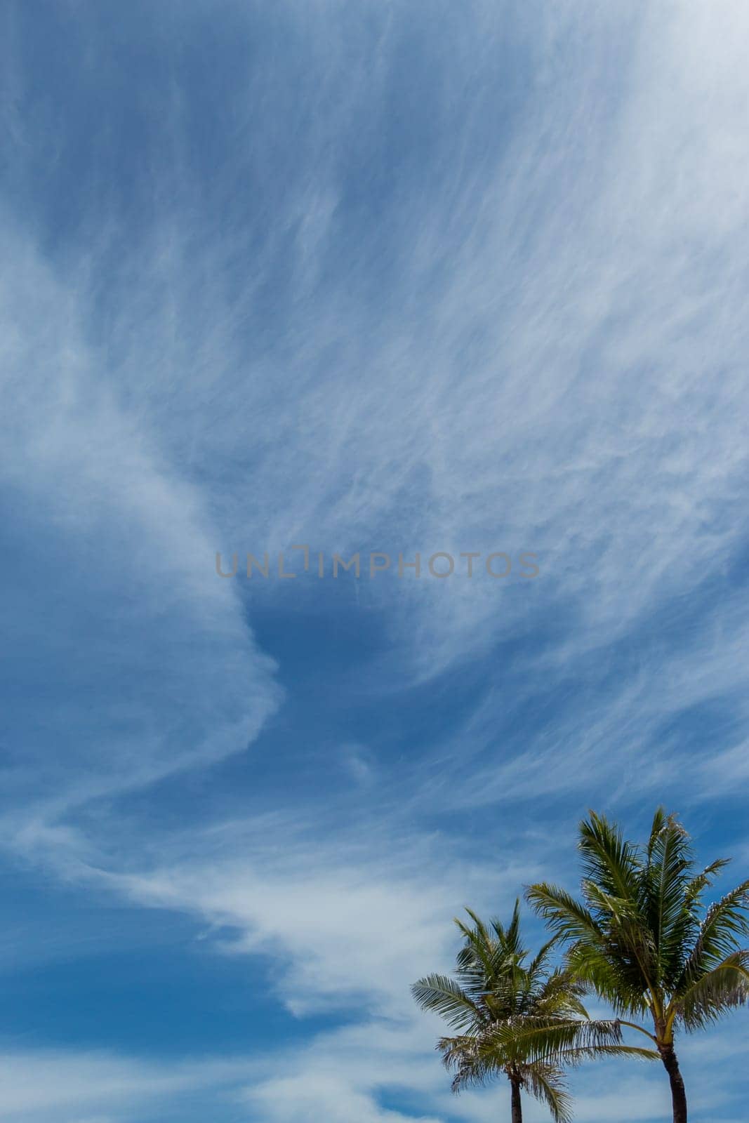 Tropical green coconut trees in Bali in front of blue sky with small clouds