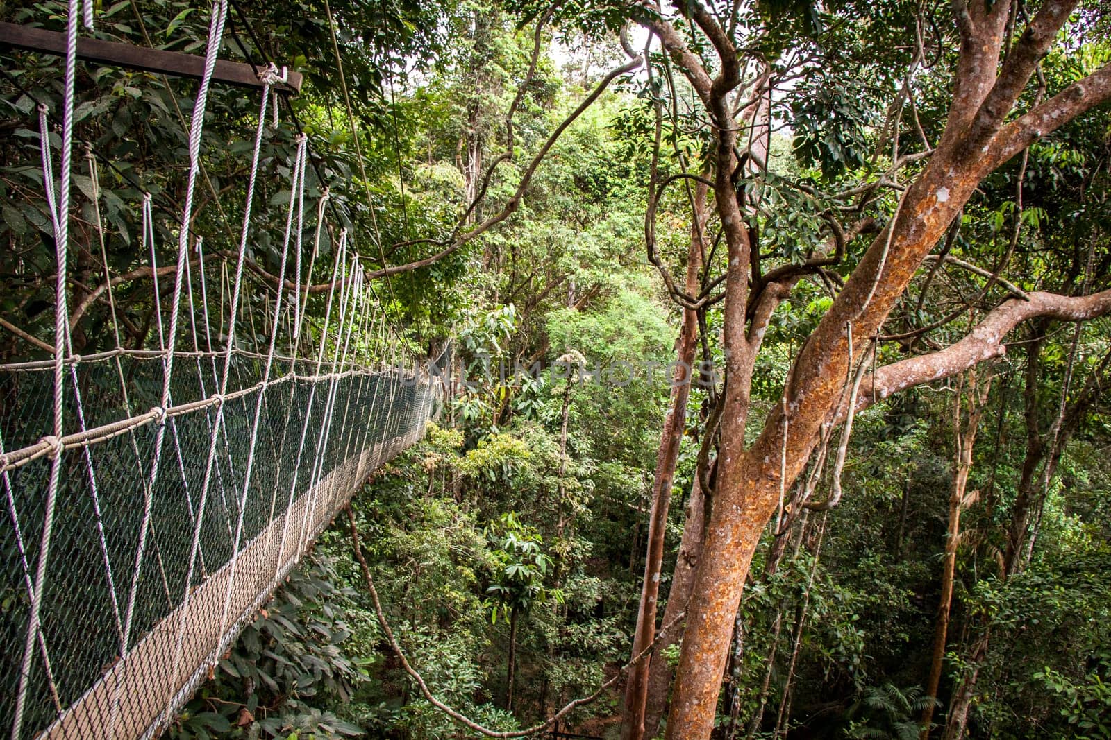 a suspension bridge made of ropes and wood in the rainforest naturally tropical environment