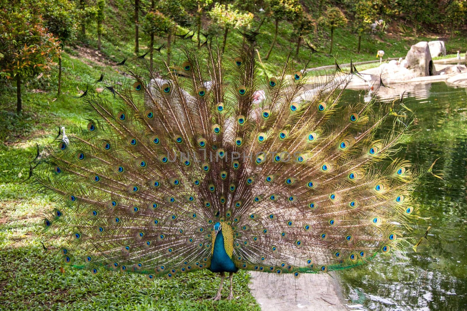 colorful male peacock with big plumage in the park garden nature bird animals