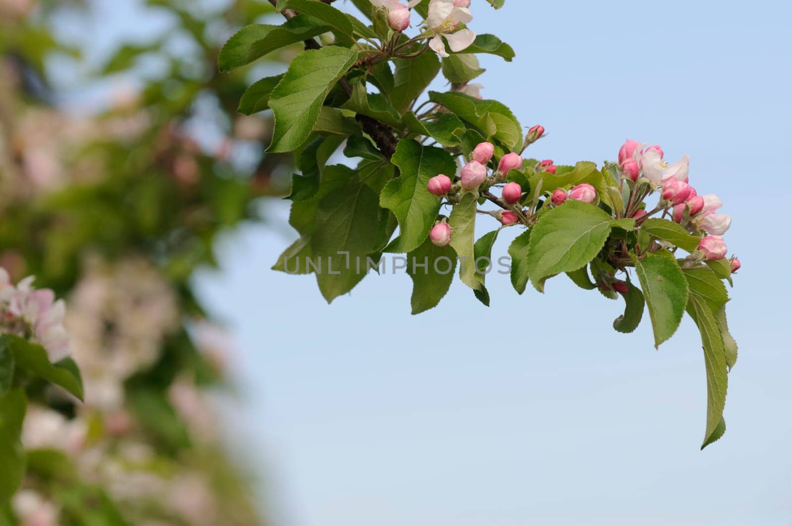 apple blossom
