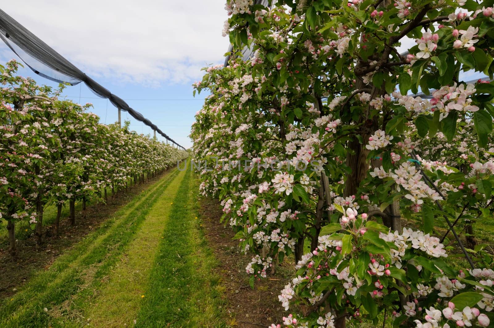 apple blossom