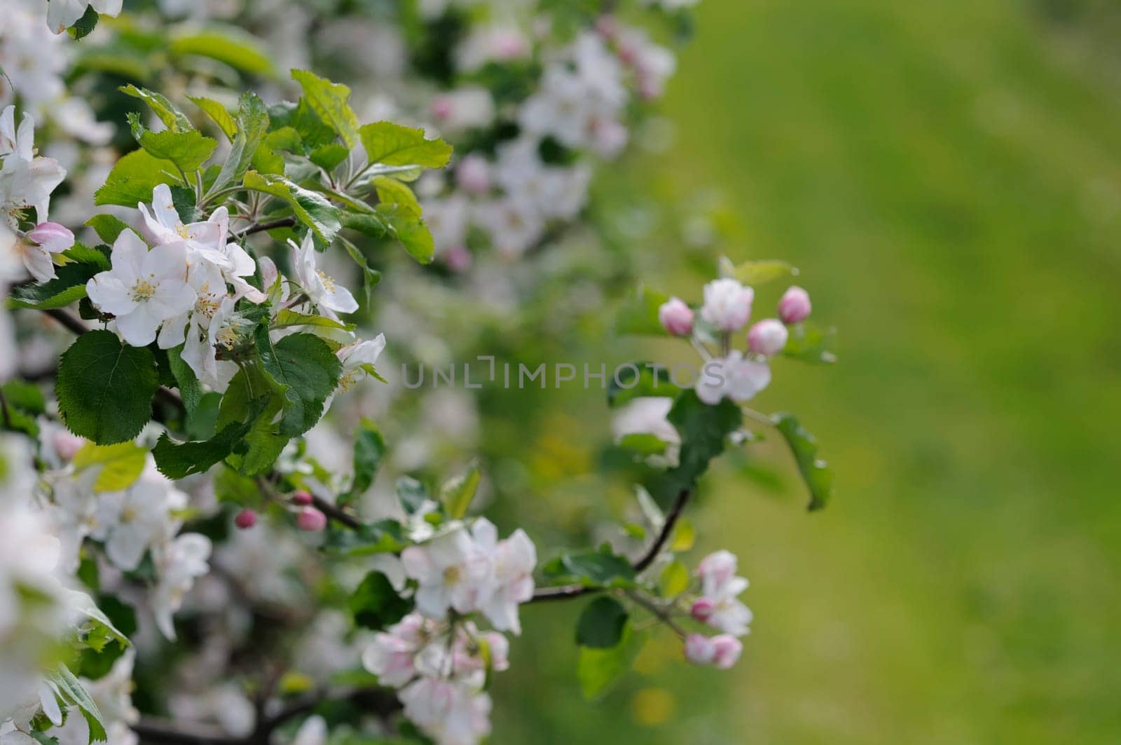 apple blossom