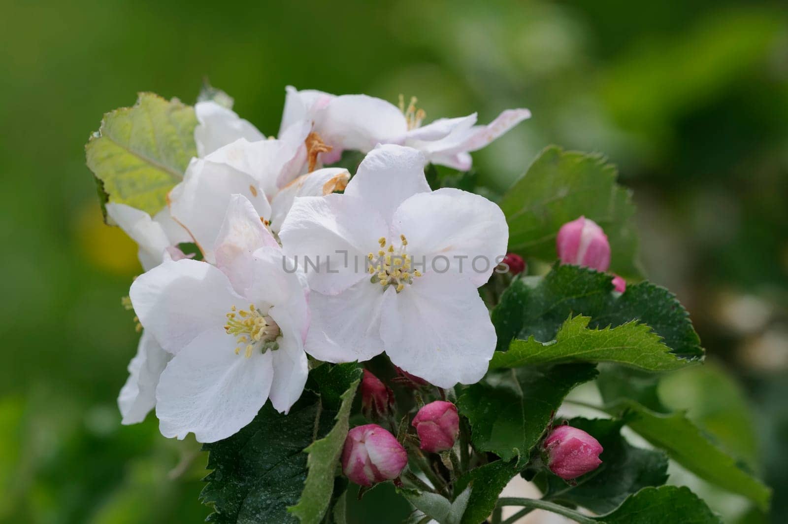 apple blossom