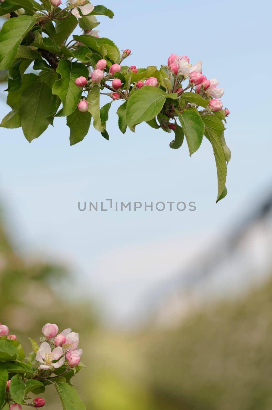 apple blossom