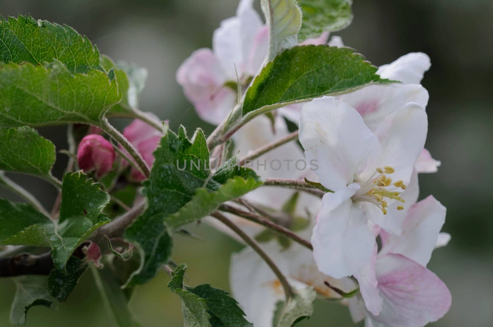 apple blossom
