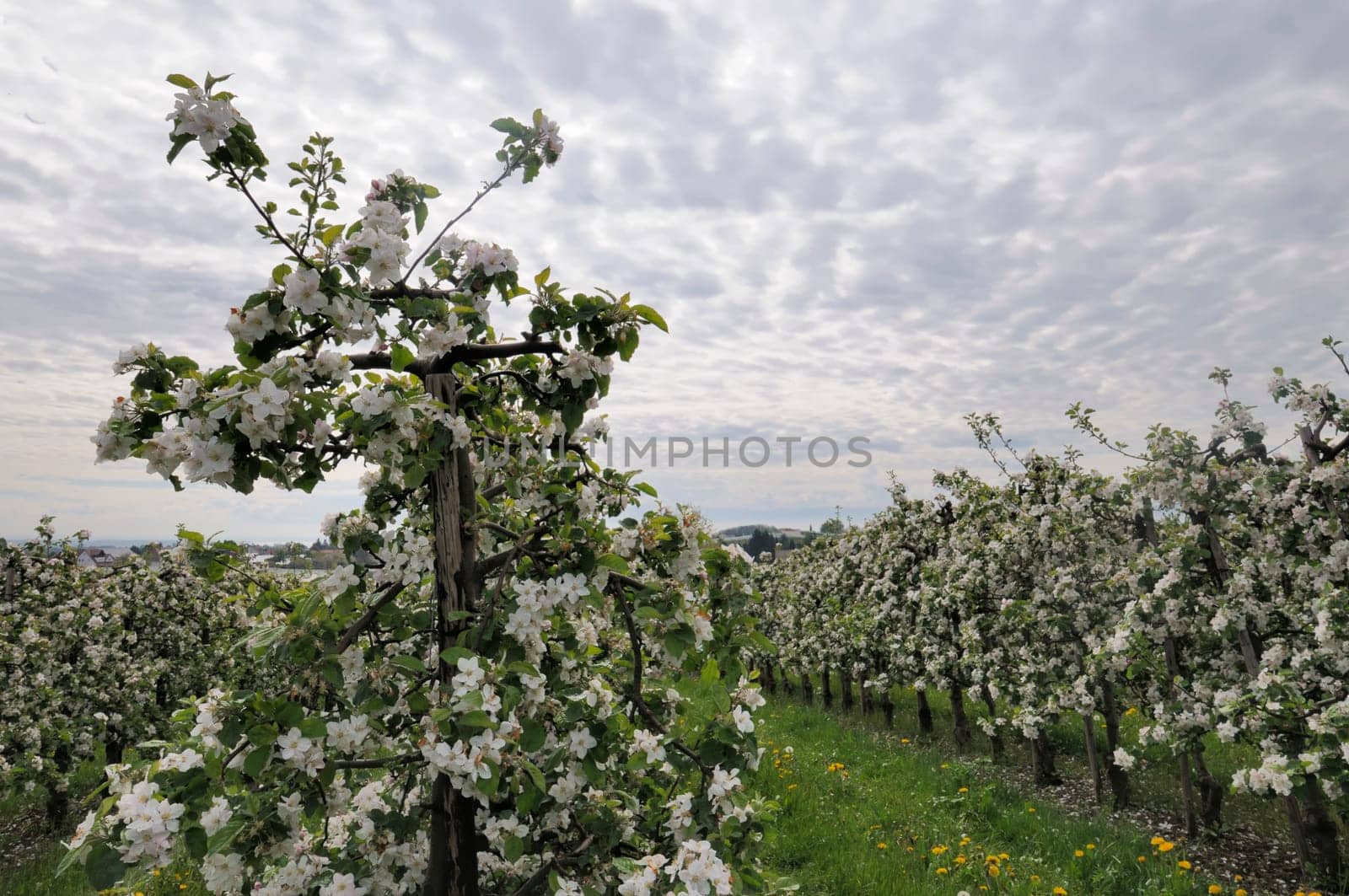 apple blossom