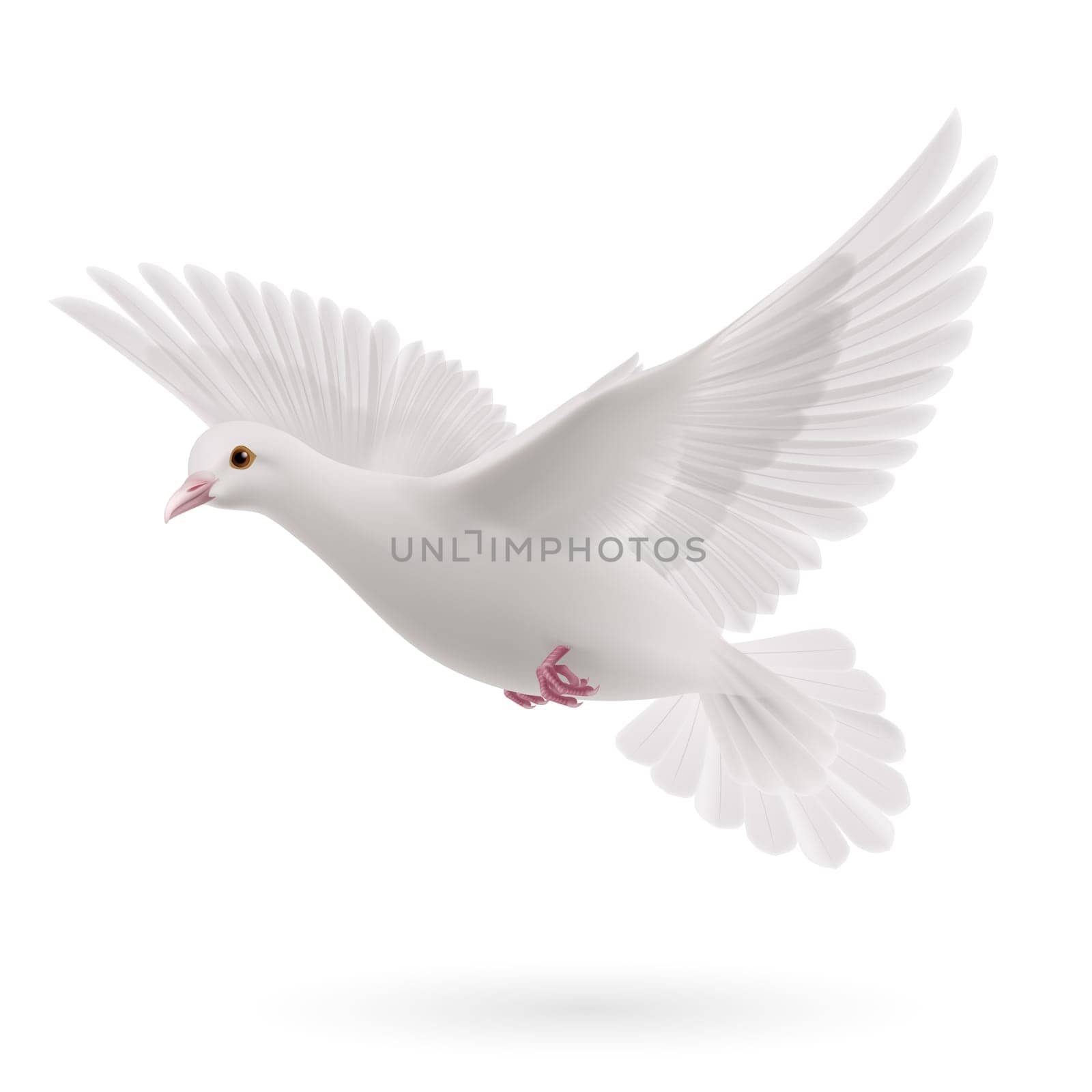 Realistic white dove on white background. Symbol of peace