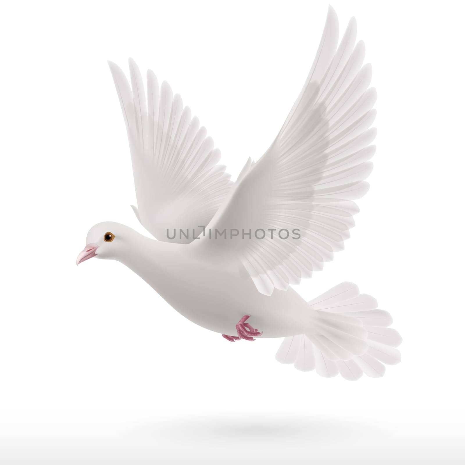 Flying white dove on white background as symbol of peace