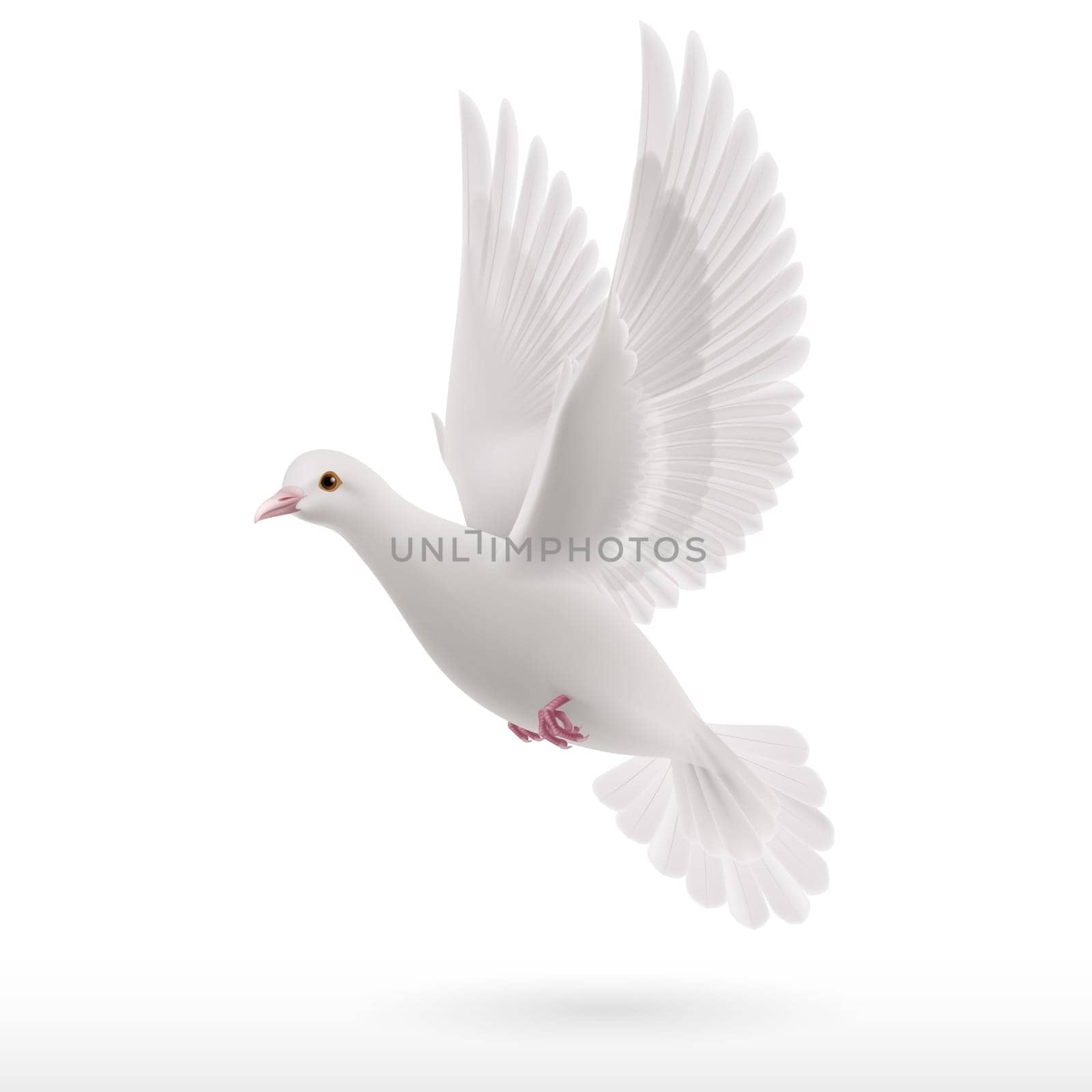 Realistic white dove flying on white background. Symbol of peace