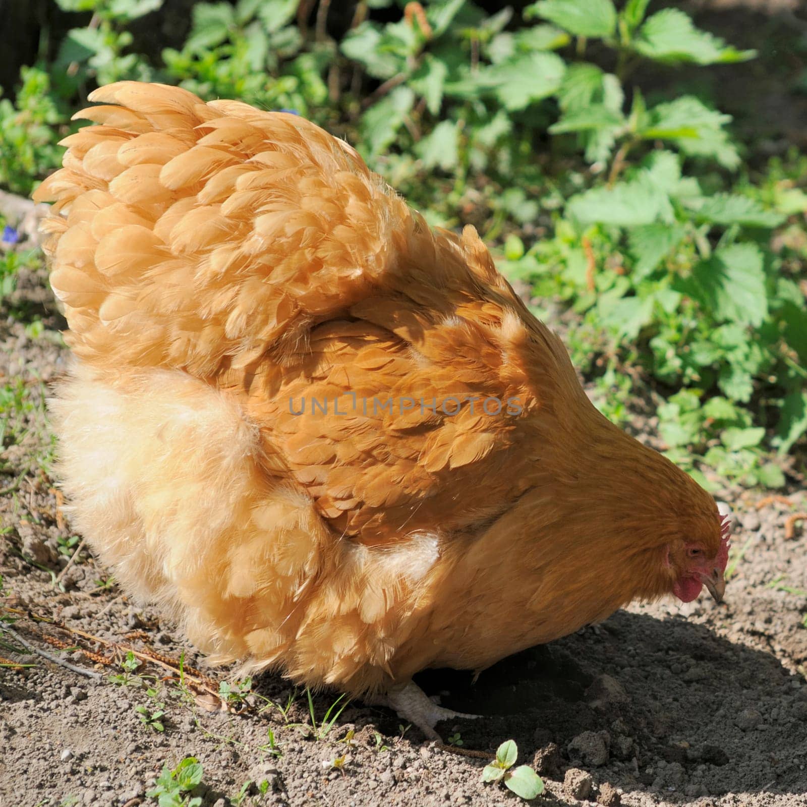 brahma chicken