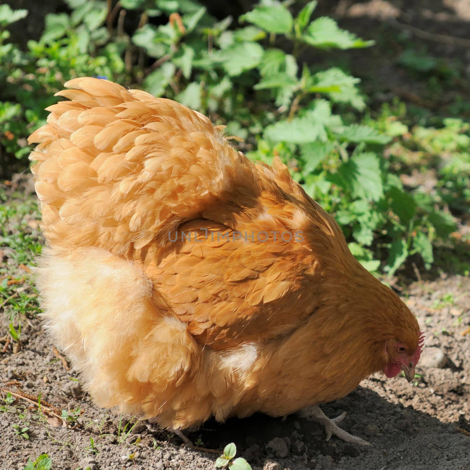 brahma chicken