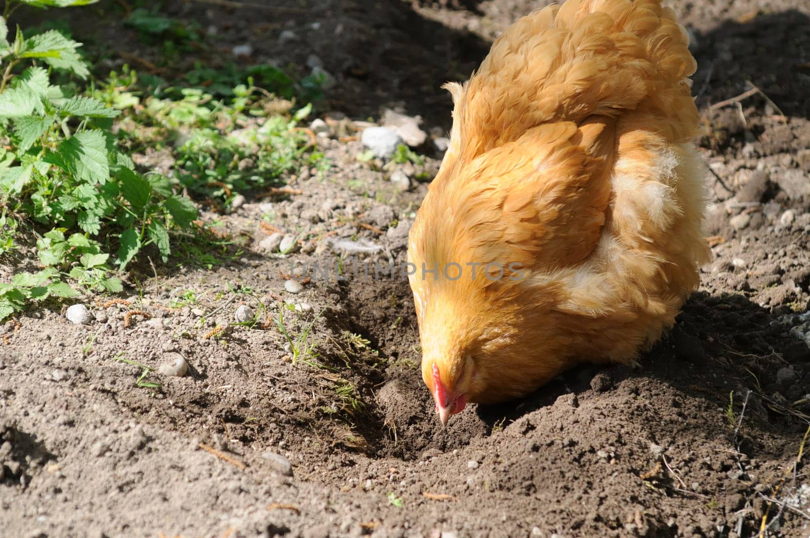 brahma chicken