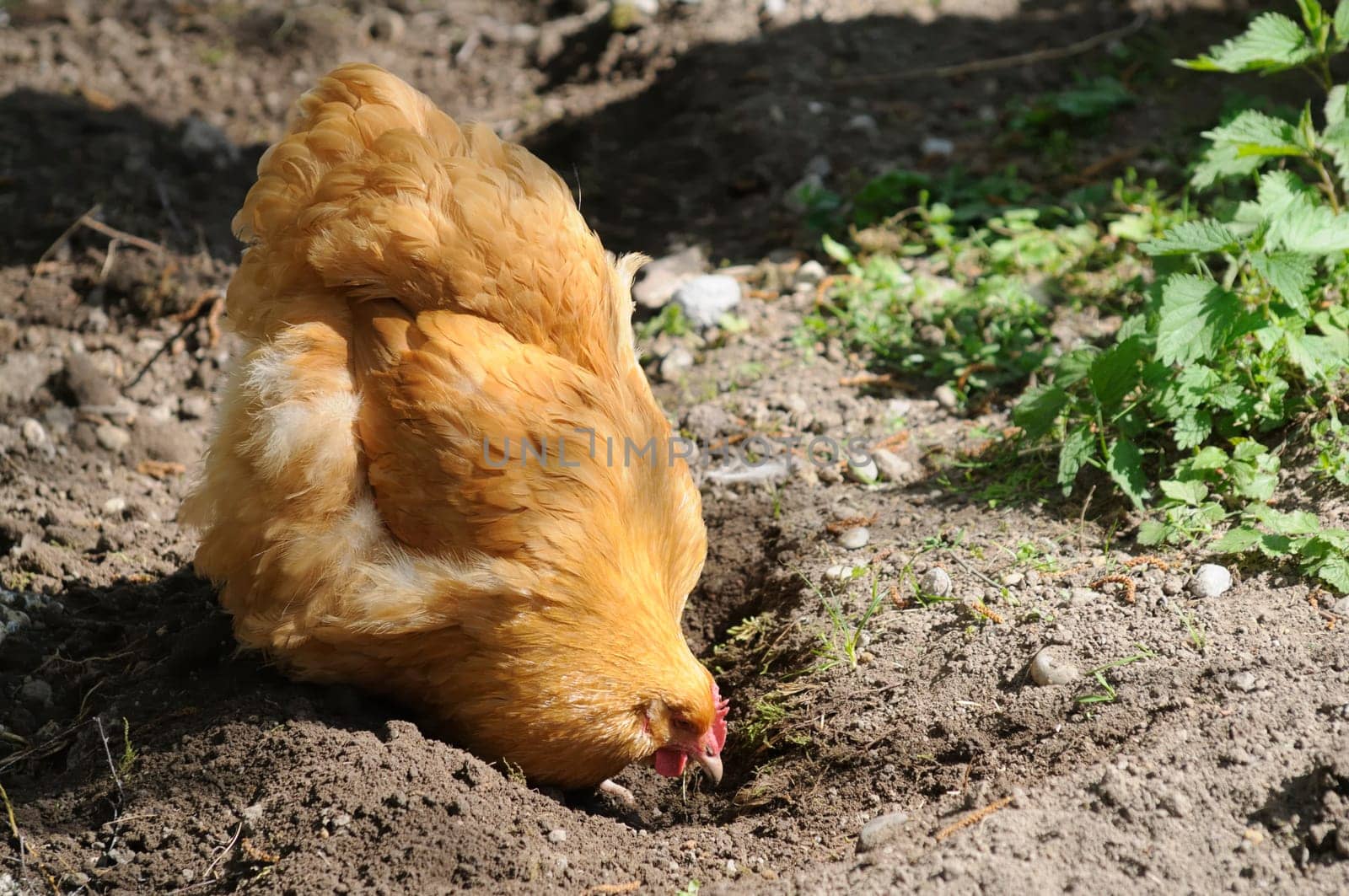 brahma chicken