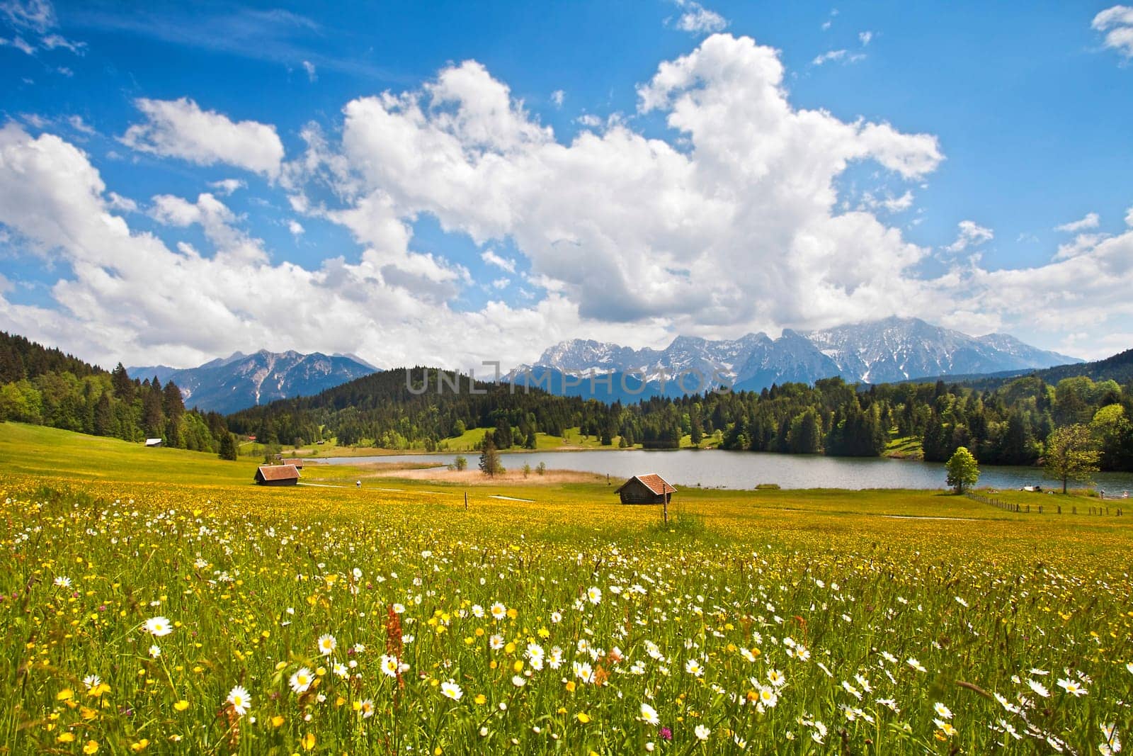Flower meadow in the foothills of the Alps