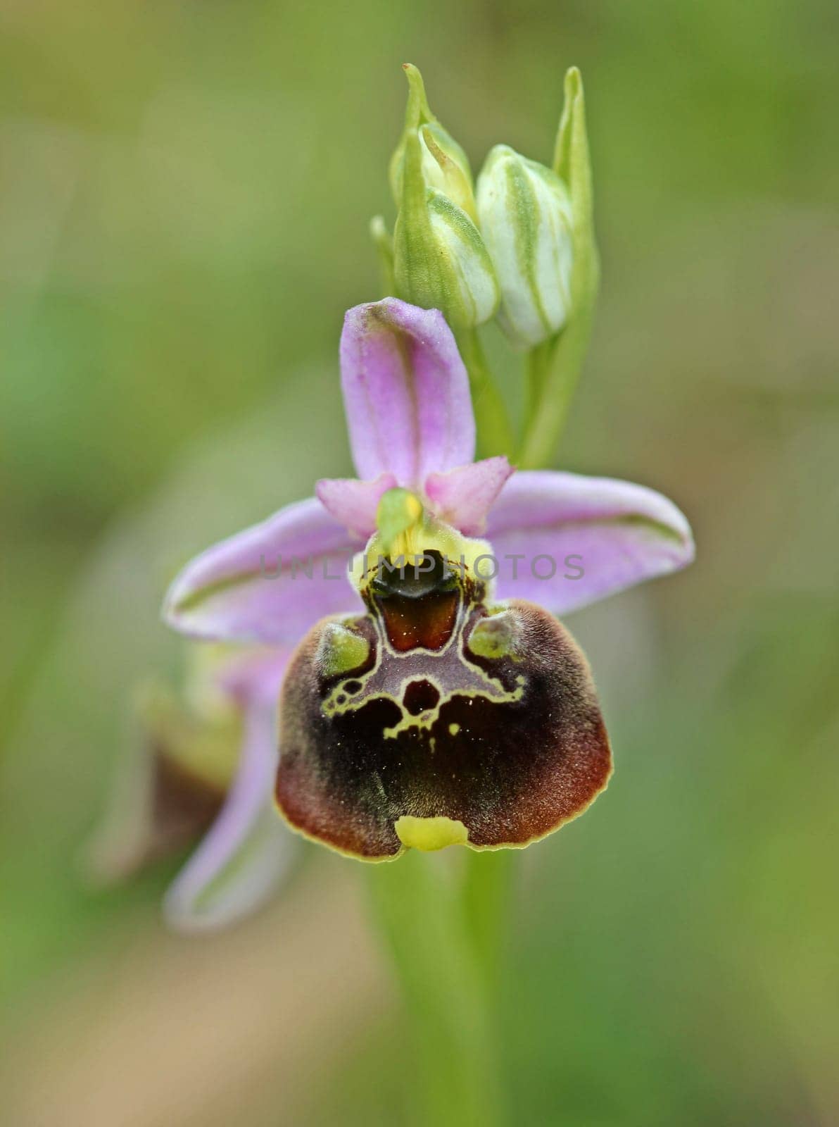 Bumblebee Ragwurz (Ophrys holoserica)
