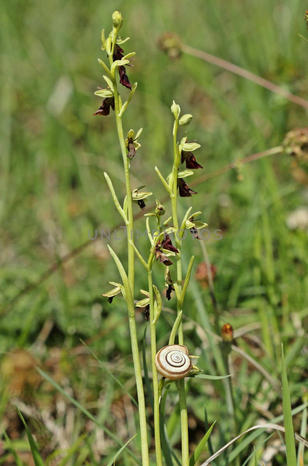 Heath snail at Fly ragwurz