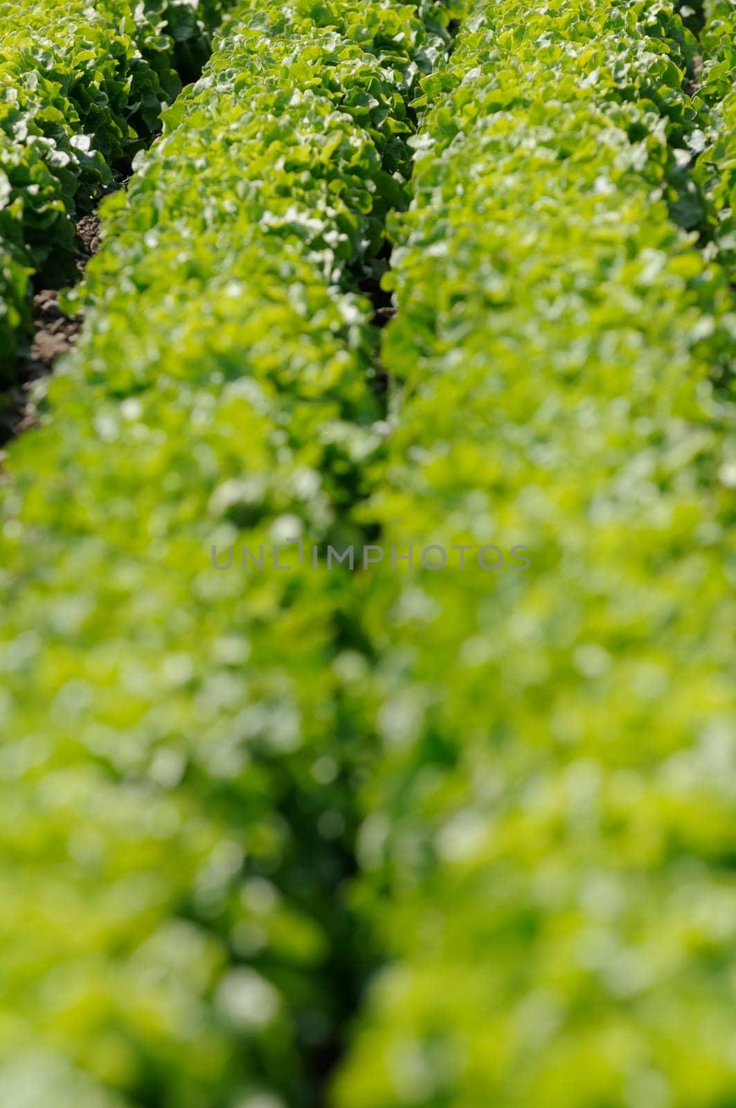 salad area
