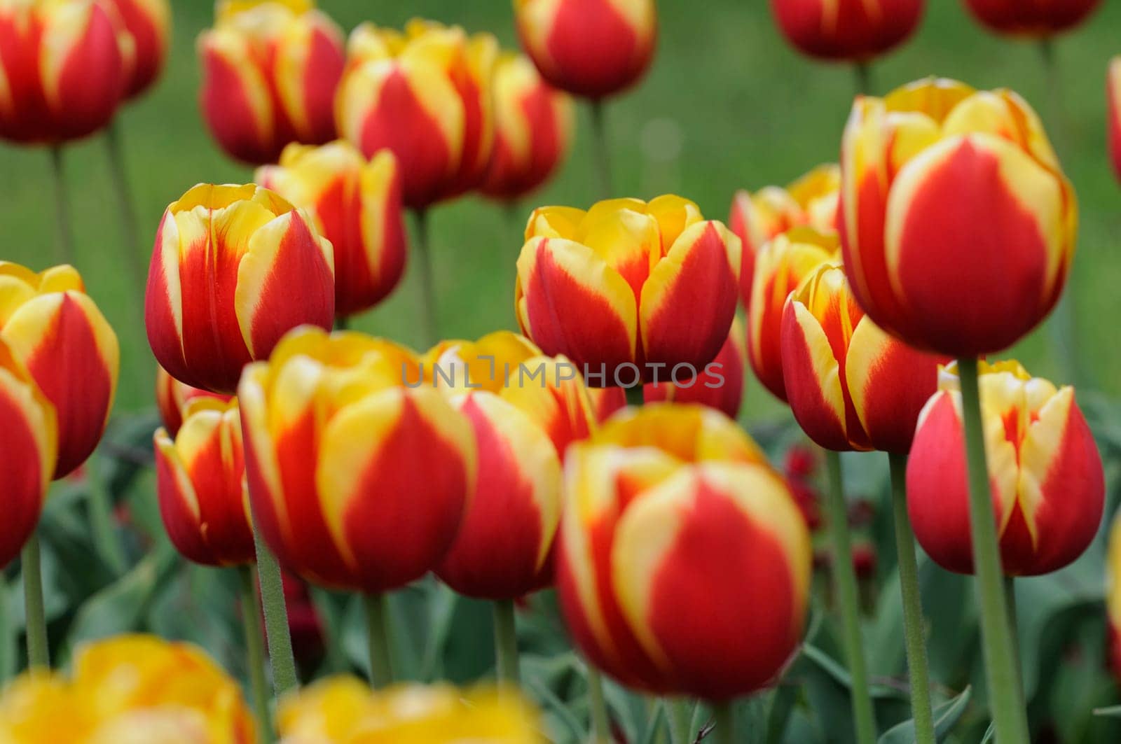 Tulips