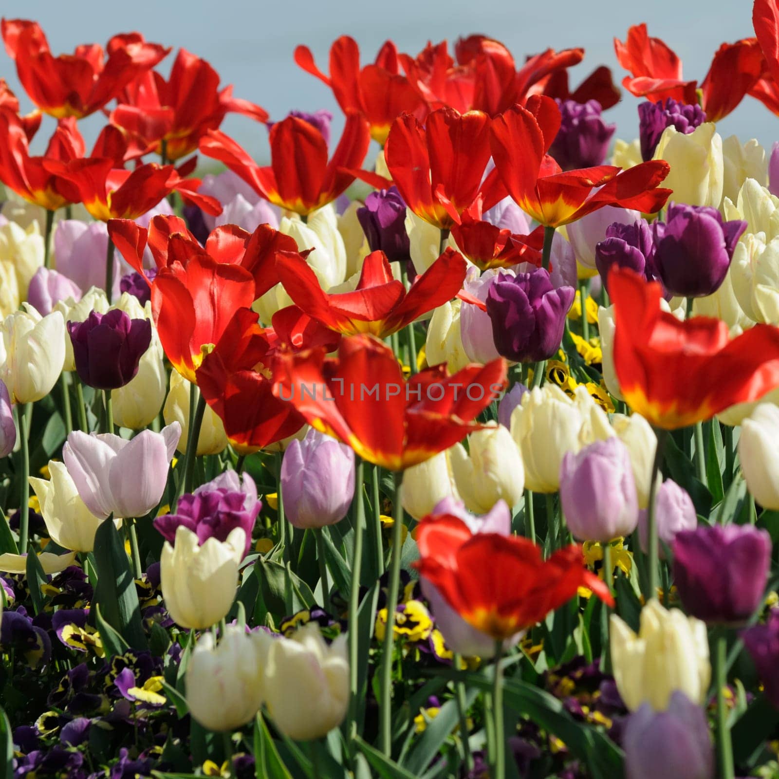 Tulips