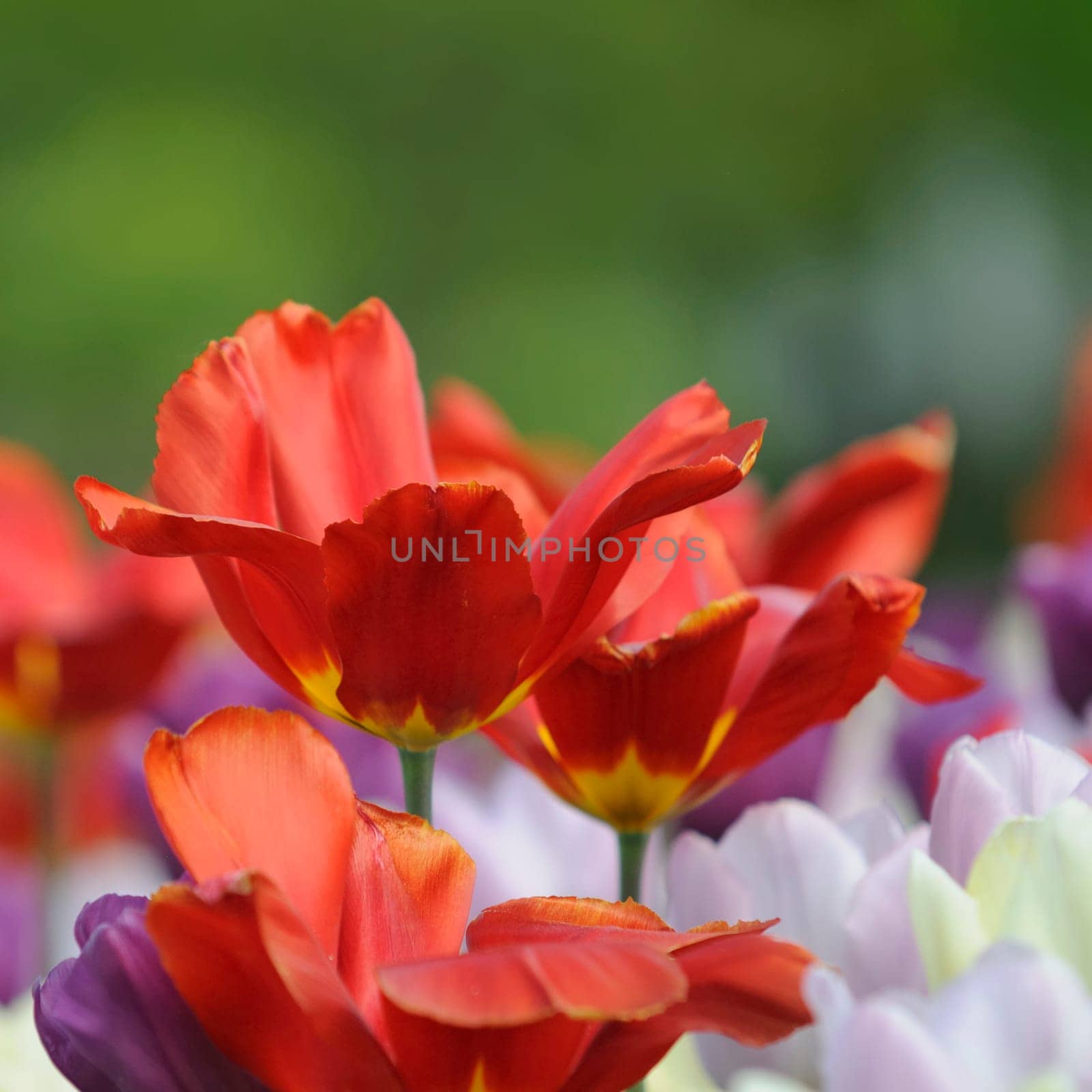 Tulips