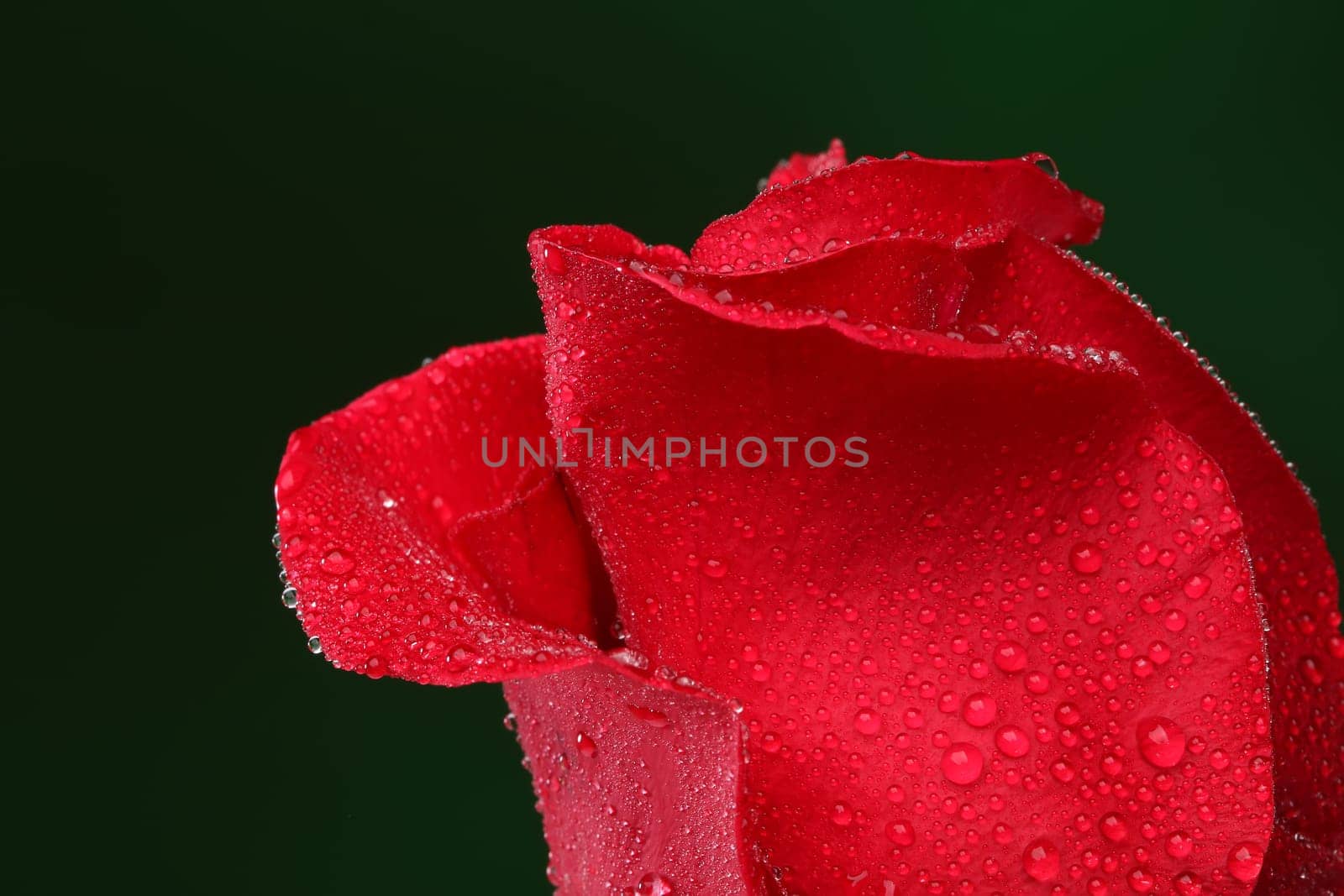 Red rose with lots of water drops. Macro