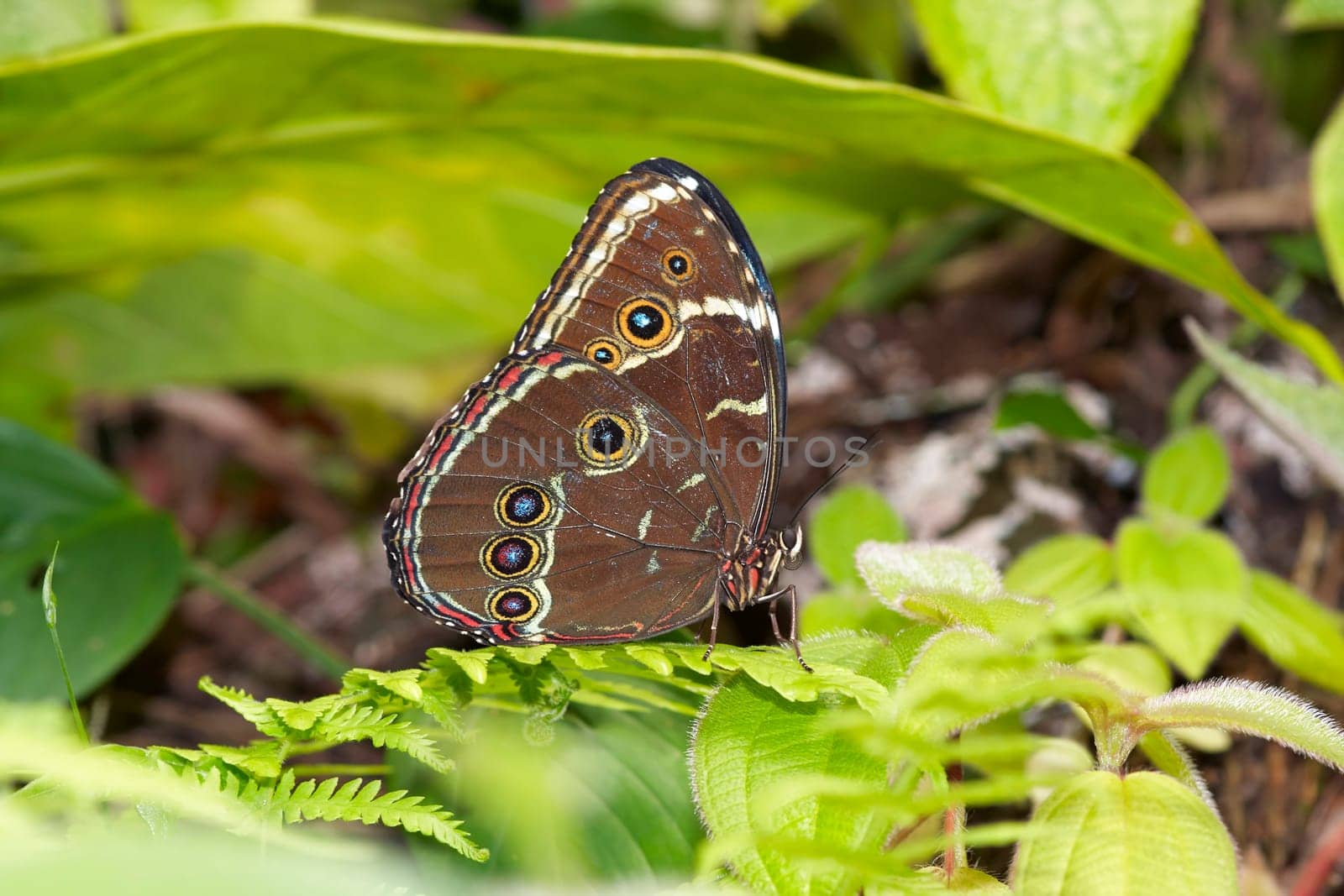 Detail of the Morpho peleides - Blue Morpho Butterfly
