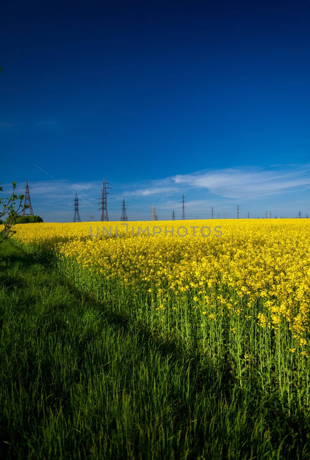 Landscape of rapeseed field at sunny day
