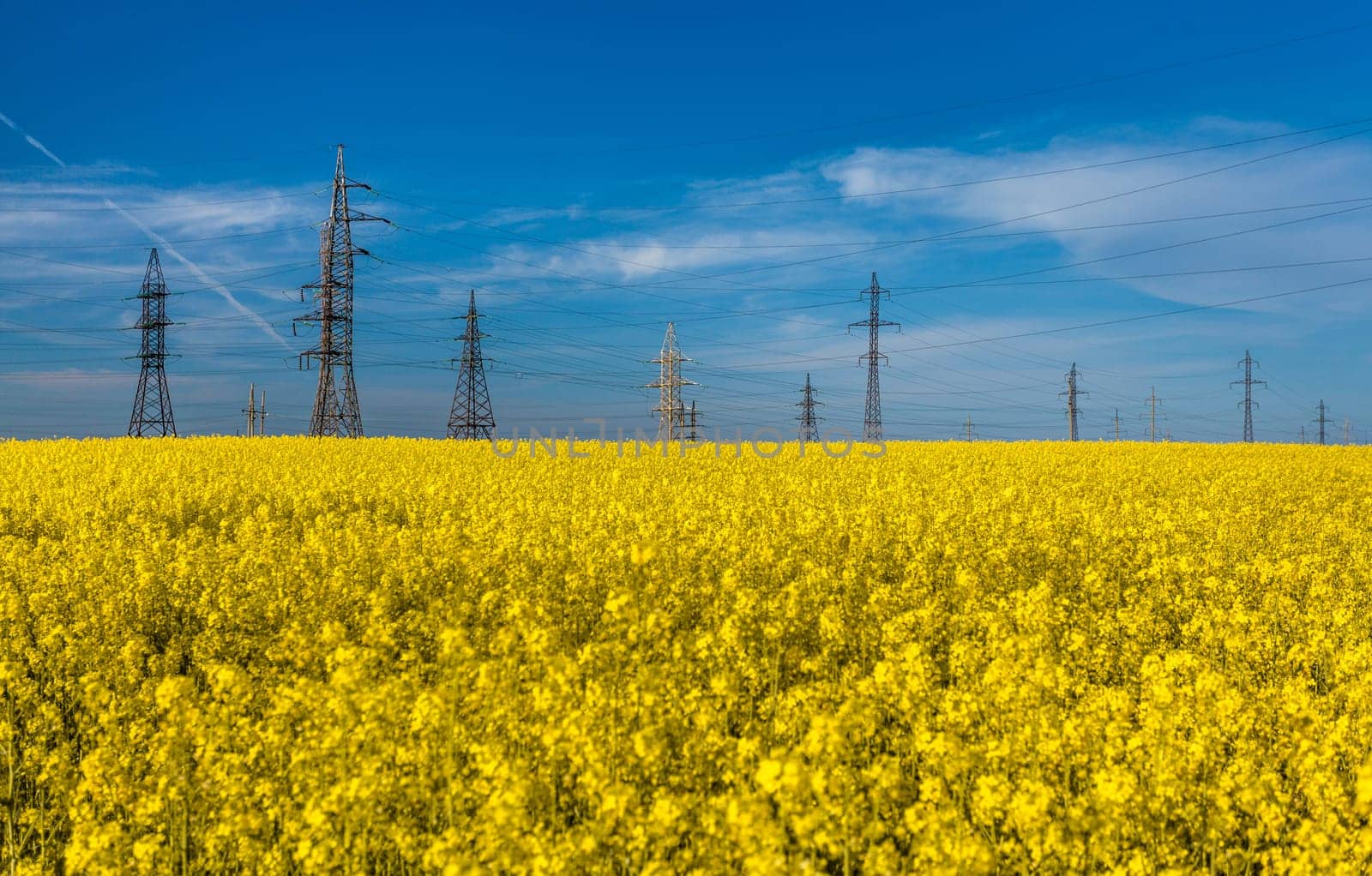 Outdoor photo of electric towers in rapeseed against blue sky