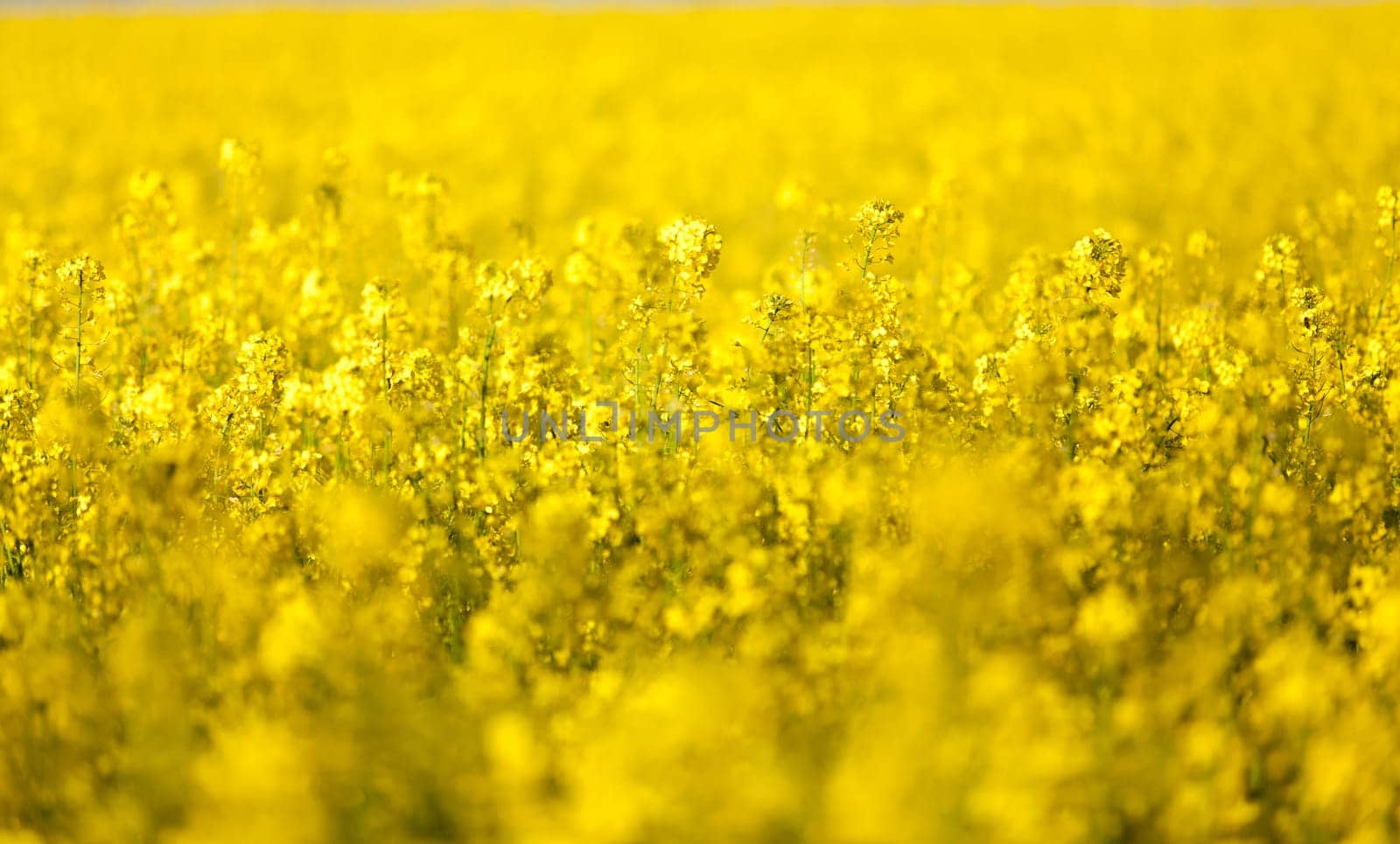 Closeup photo of rapeseed flowers on field