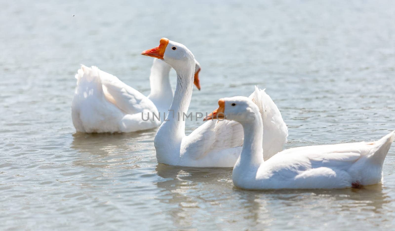Beautiful white gooses swimming on river