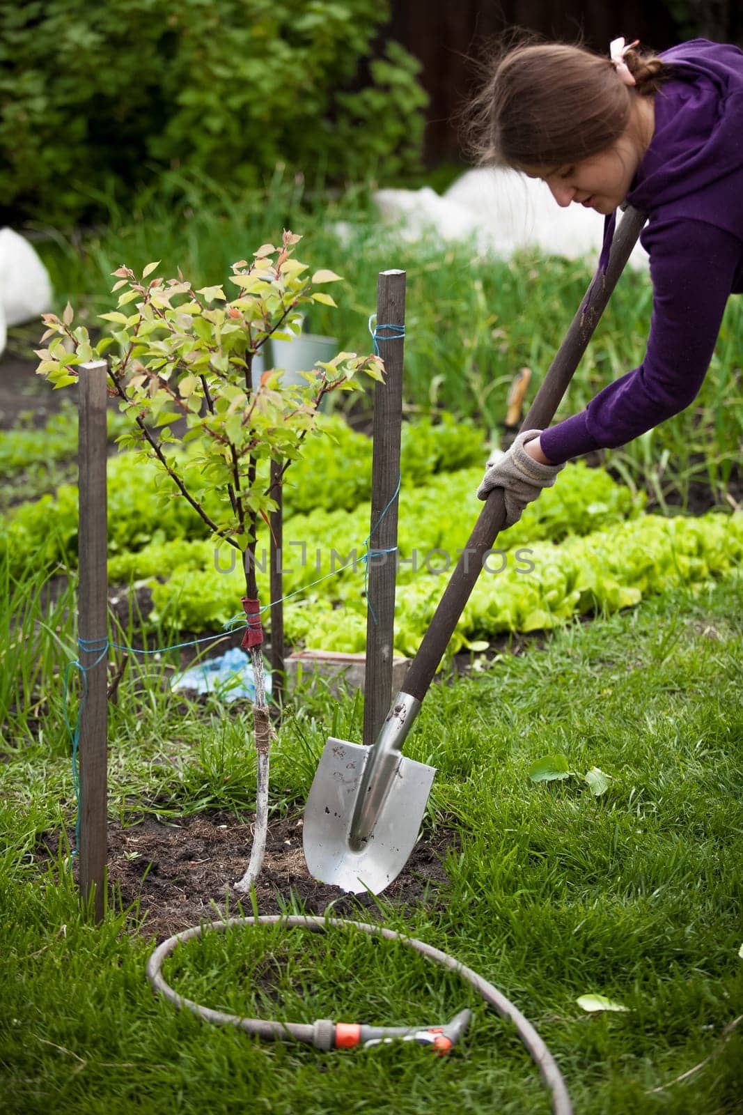Closeup photo of woman planting apple tree at garden