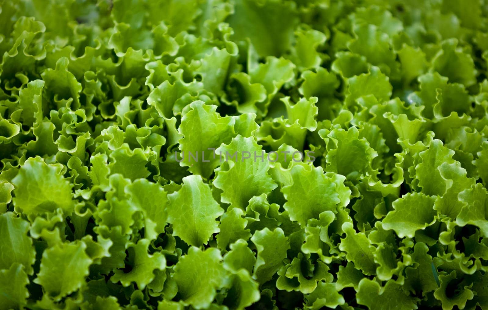 Closeup photo of lettuce garden bed