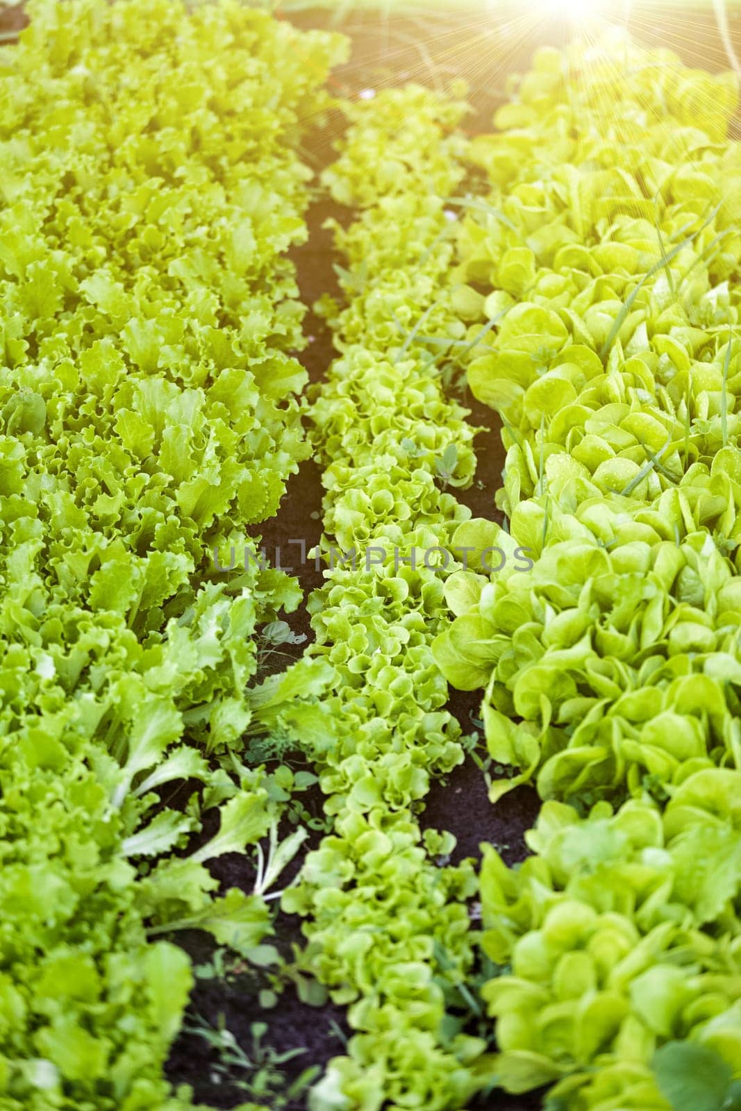 Beautiful straight rows of salad on garden bed at sunny day