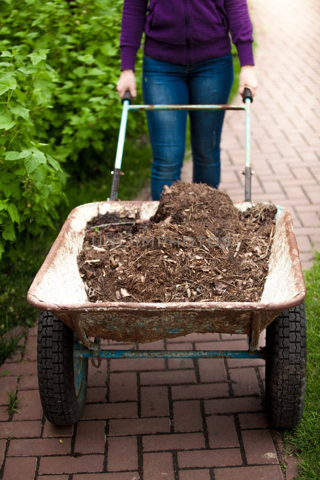 Closeup photo of woman holding wheelbarrow with soil