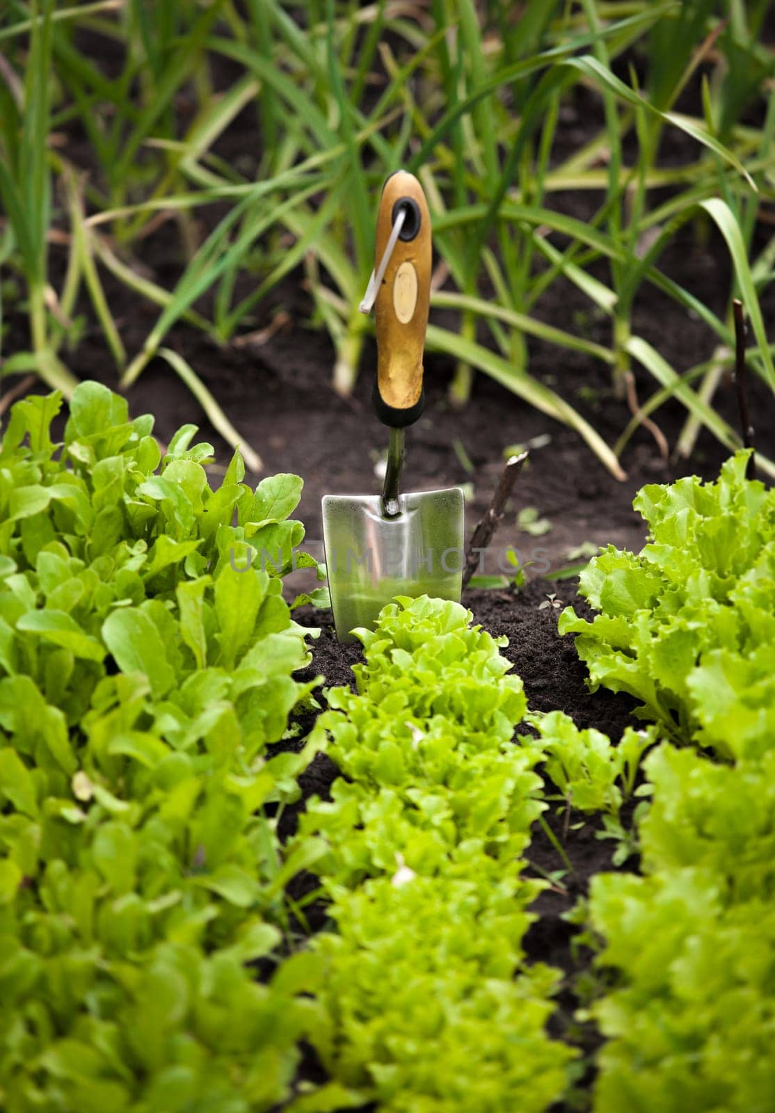 Closeup photo of salad bed with small garden shovel