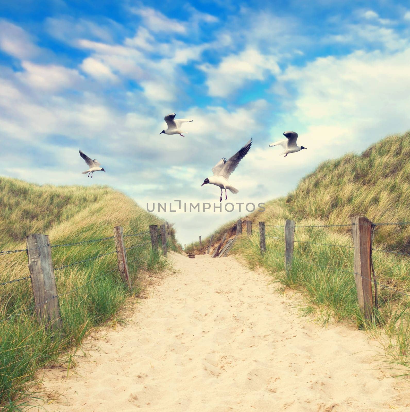 Seagulls fly over the beach entrance