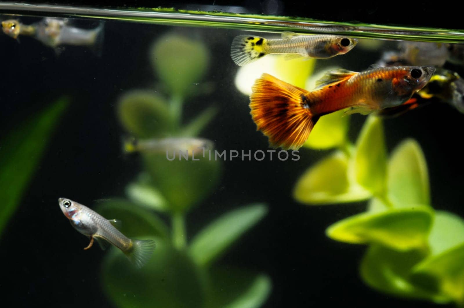 Guppy Multi Colored Fish in a Tropical Acquarium