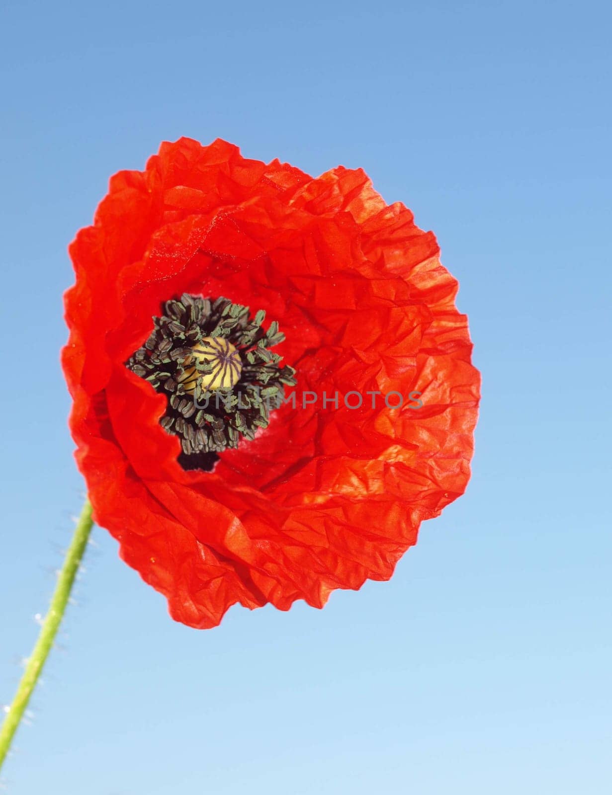 Garden poppy