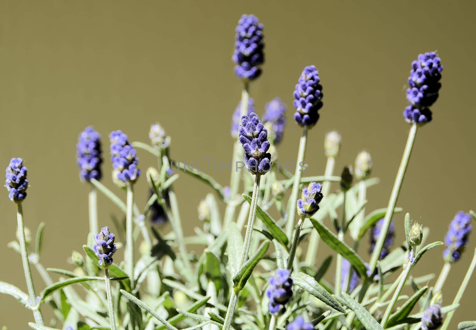 Lavender