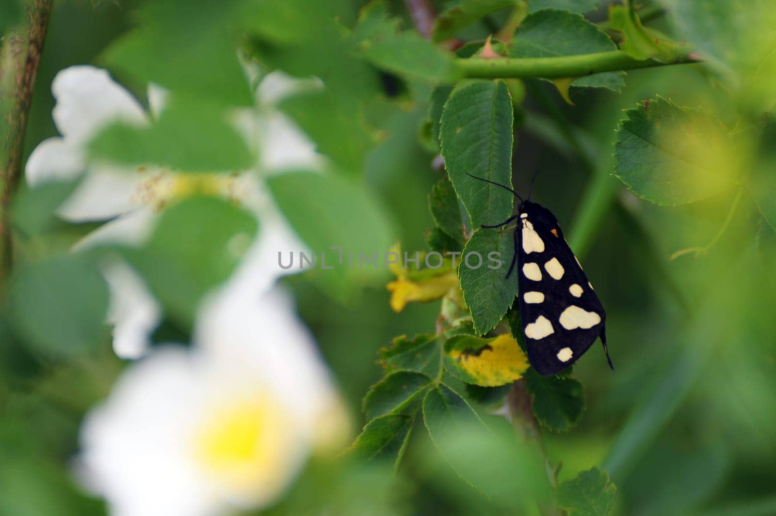 Moth butterfly in bushes