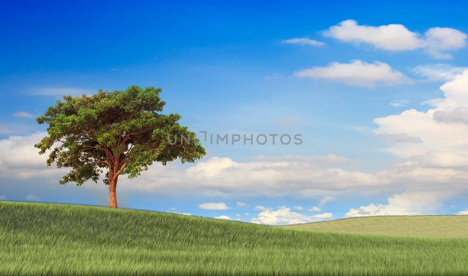 Field,tree and blue sky for adv or others purpose use