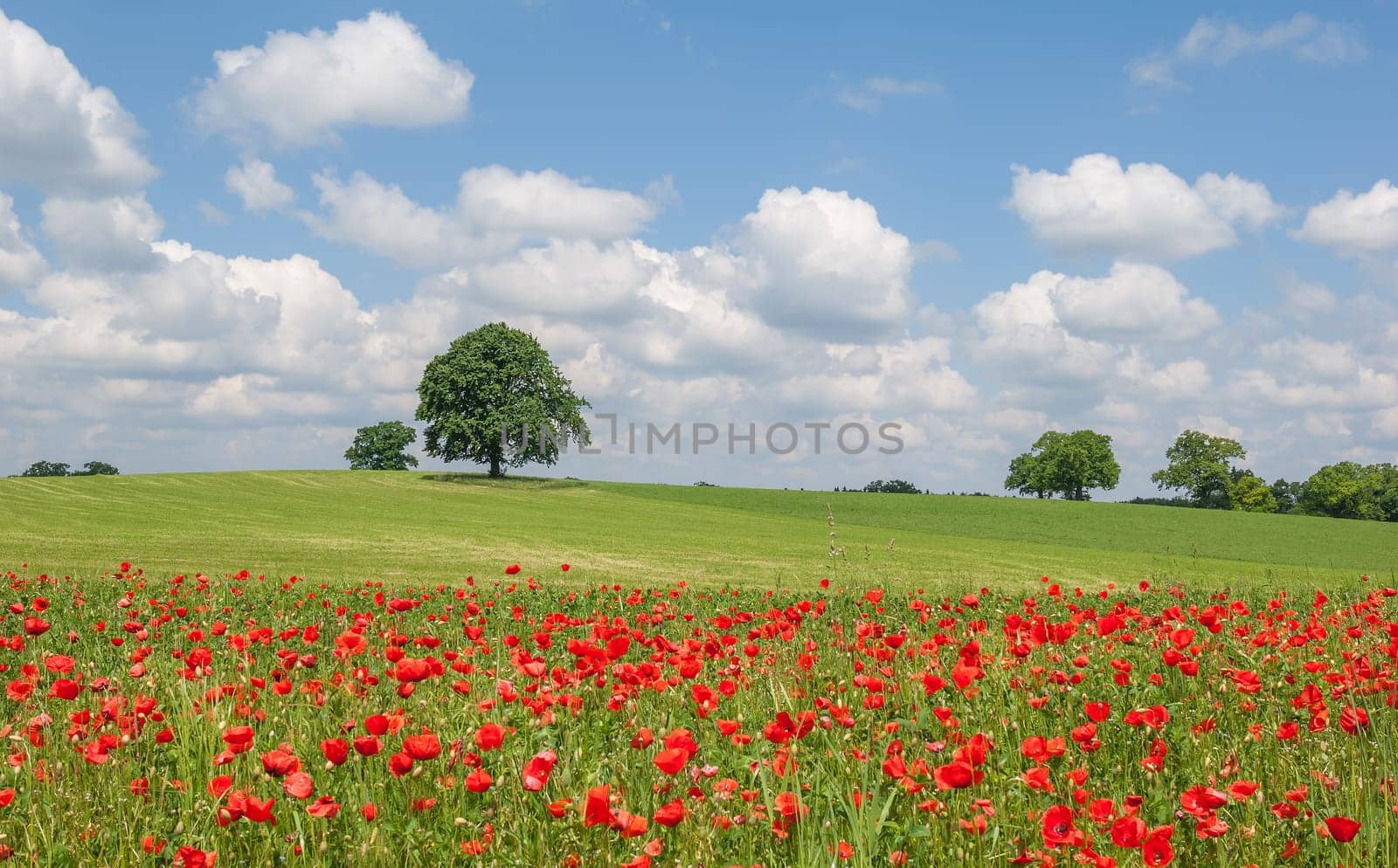 Spring meadow with gossip poppy near Munich in spring