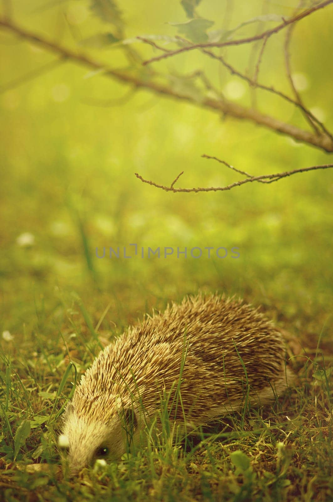 Hedgehogs in the forest