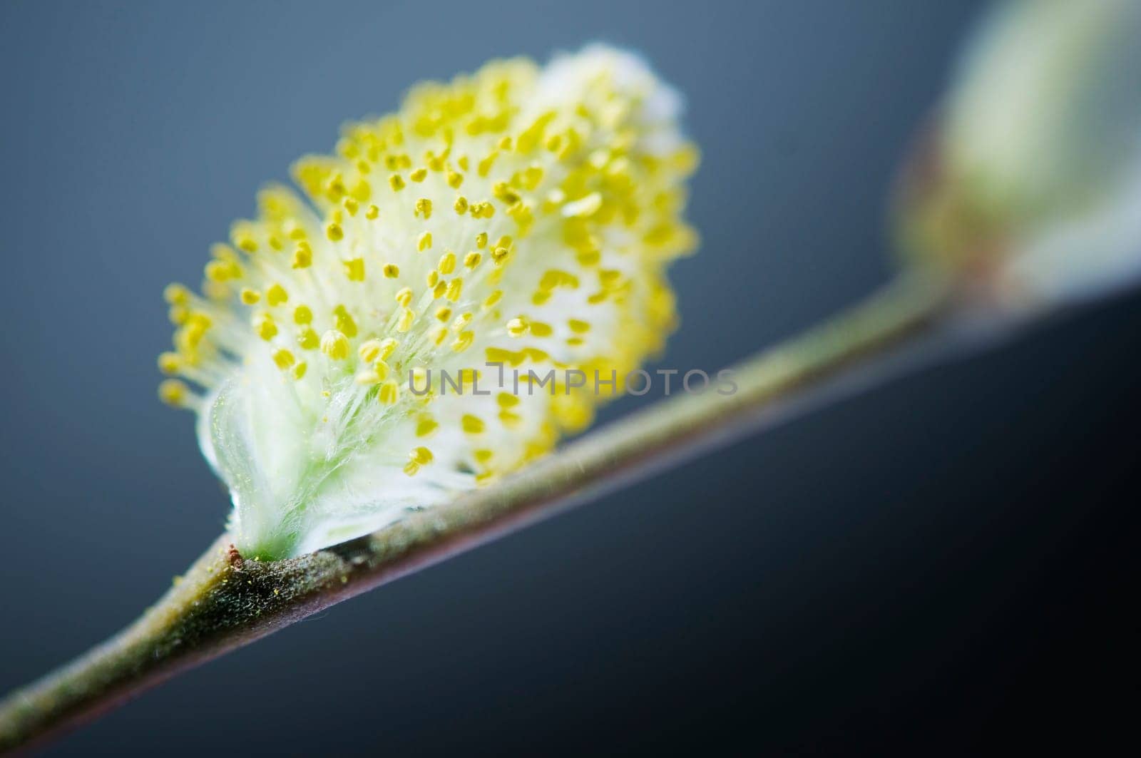Close-up of a fresh willow kitten against a blue background