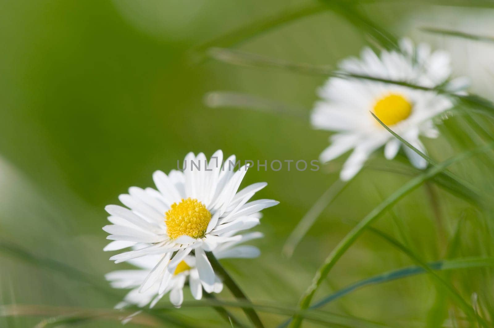 side close-up of two daisies (Bellis perennis) against a fuzzy green background